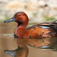 Cinnamon Teal